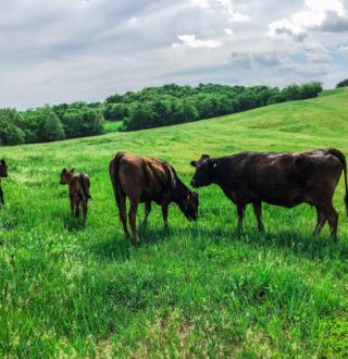 American Wagyu cattle breed